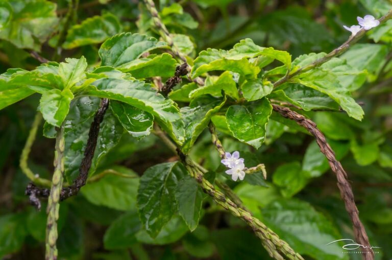 De la verveine pour que la nuit soit douce