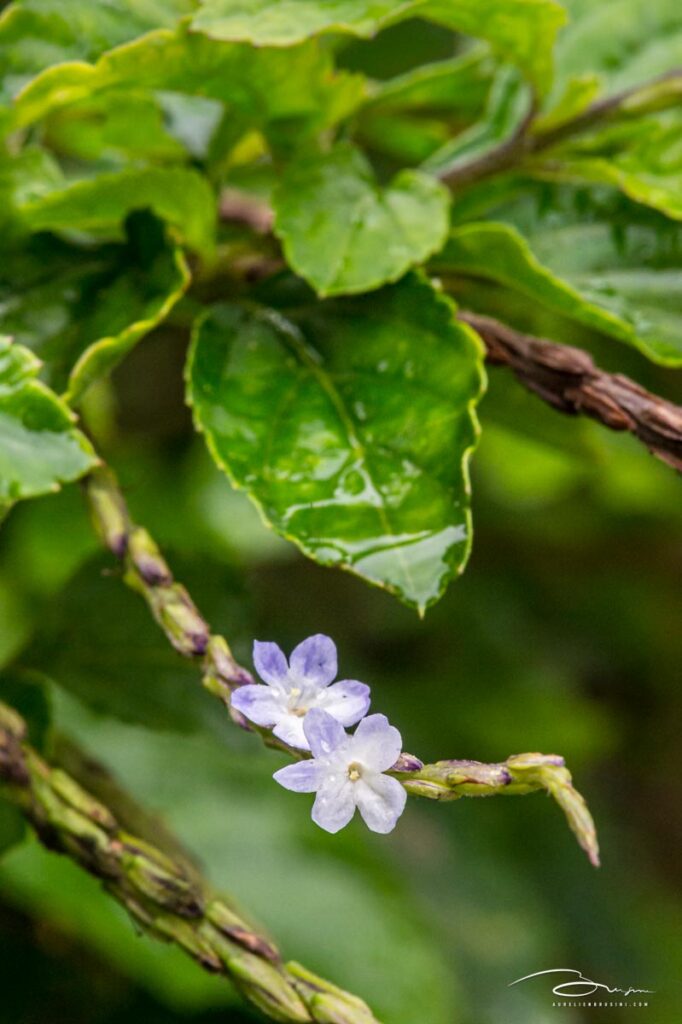 Queue de rat, herbe à papillon, épi bleu ou verveine bleue - Plantes  médicinales de la Réunion. 