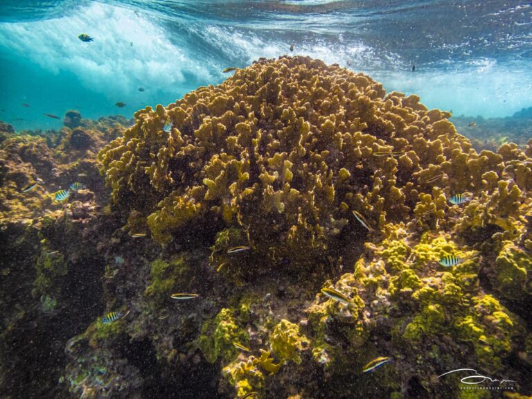 Les fonds marins à la loupe : V-REEF en action en Guadeloupe